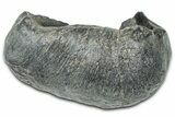 Large Fossil Whale Ear Bone - South Carolina #369268-1